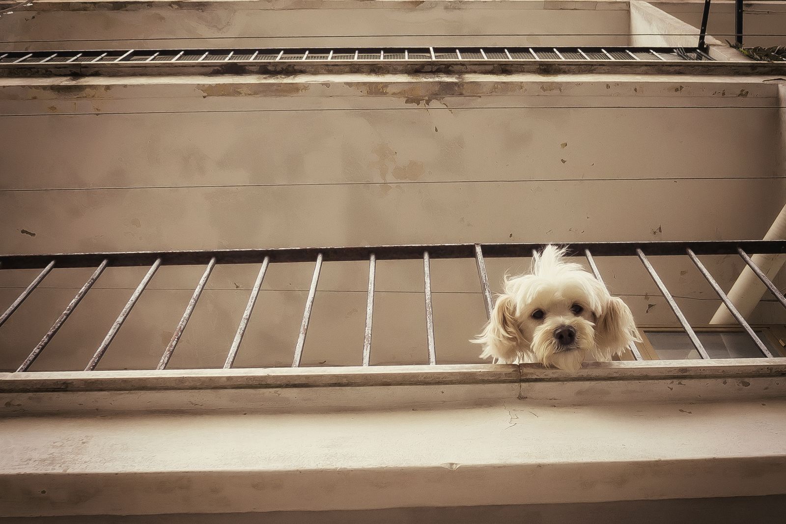 Dog pee outlet on apartment balcony